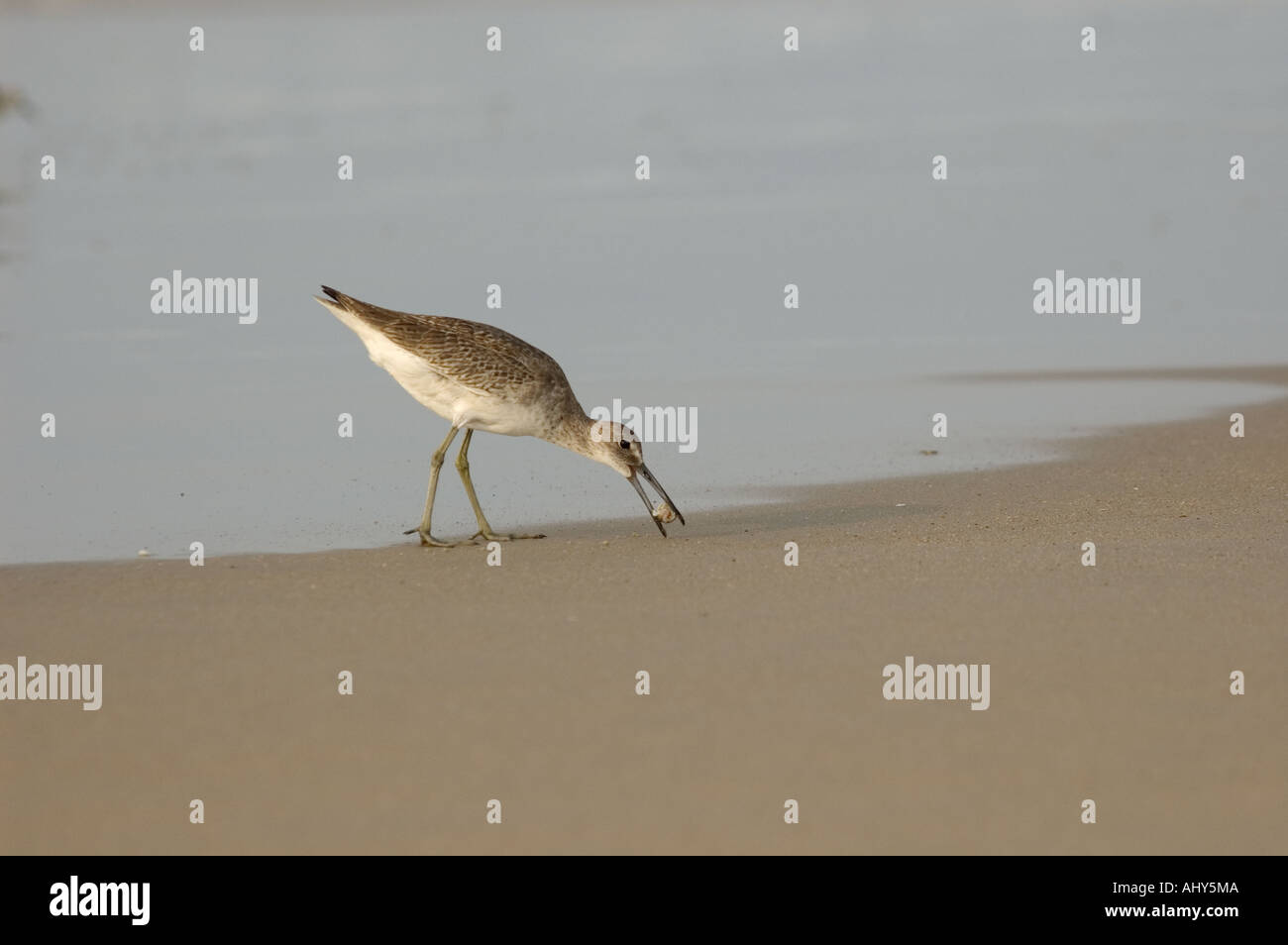 Willet catching mole crab Stock Photo Alamy