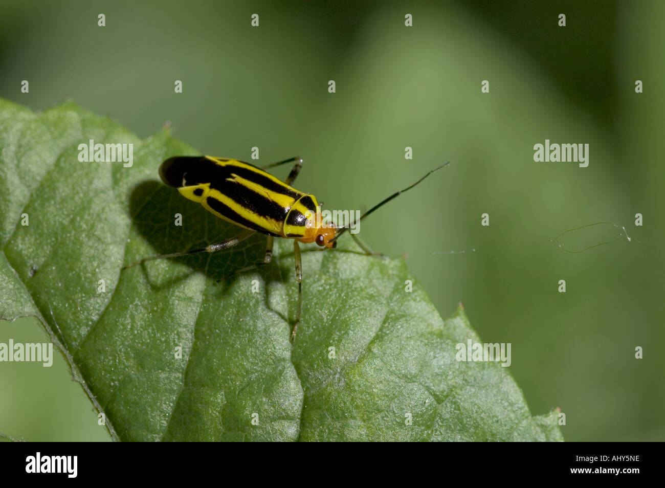 Four-lined Plant Bug (Poecilocapsus lineatus Stock Photo - Alamy