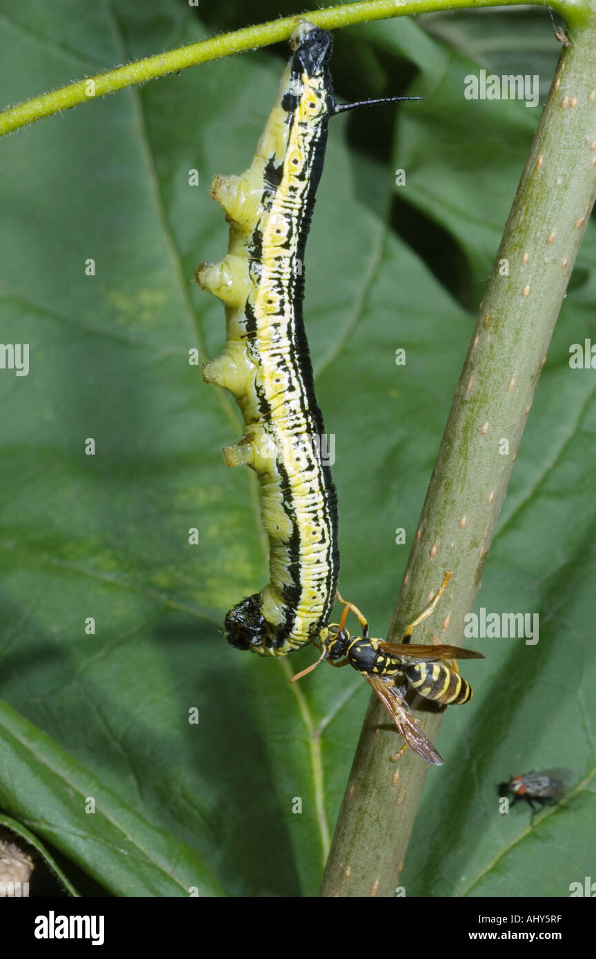 European paper wasp Polistes dominulus attacks a catalpa sphinx moth caterpillar.Ceratomia catalpae Stock Photo