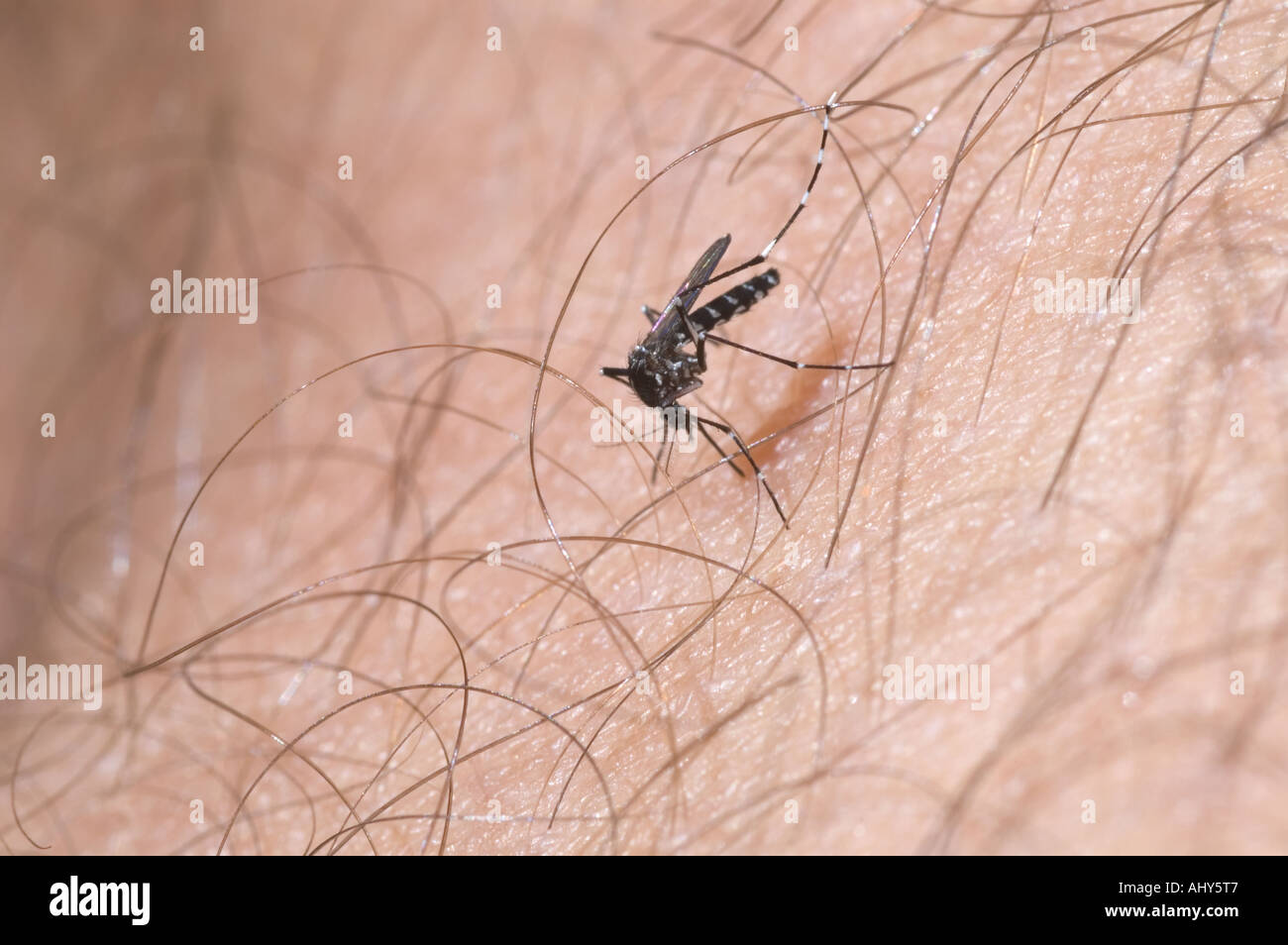 Asian tiger mosquito (Aedes albopictus) female sucking blood on human skin. Stock Photo