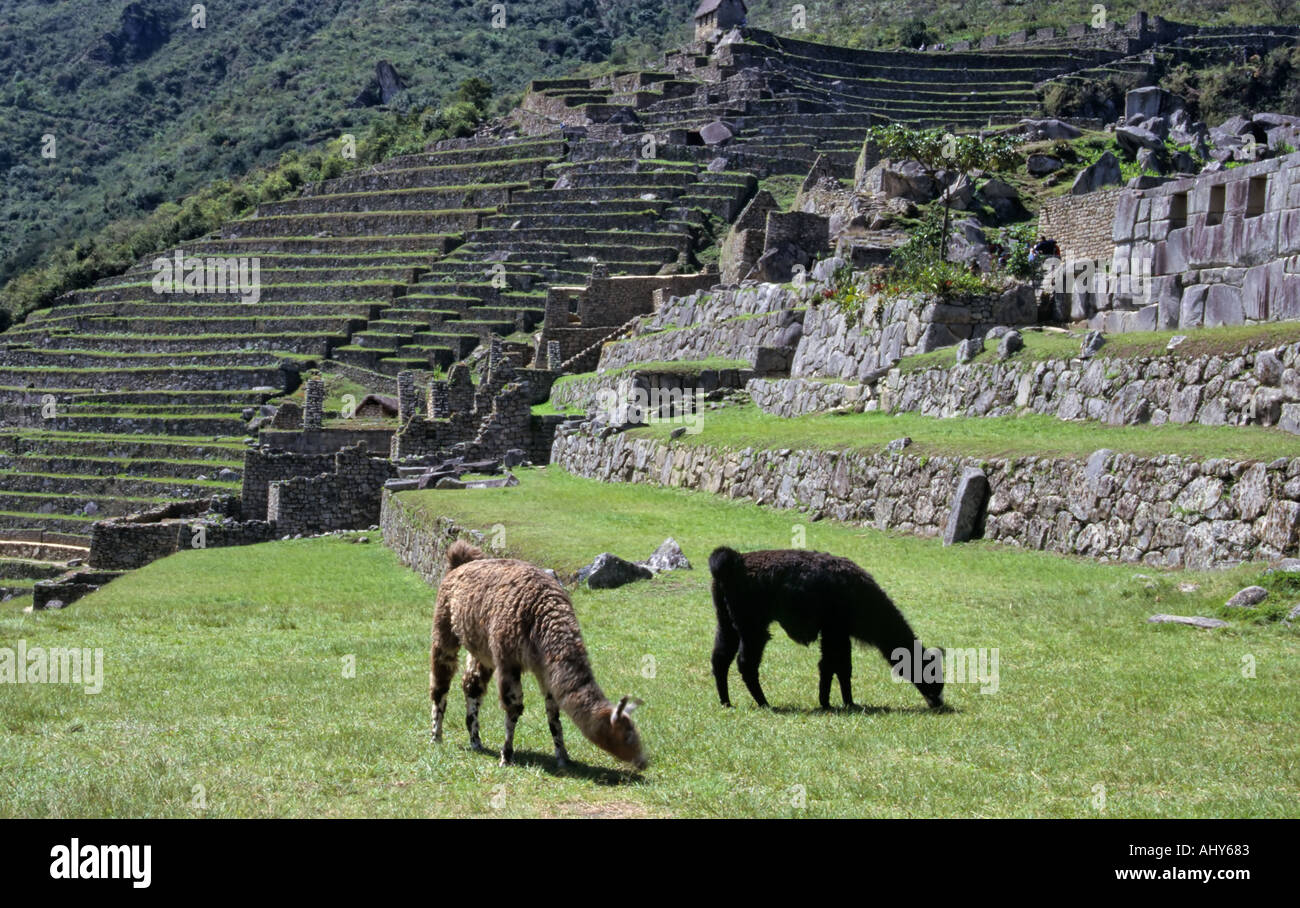 Llamas, Machu Picchu, Peru Stock Photo