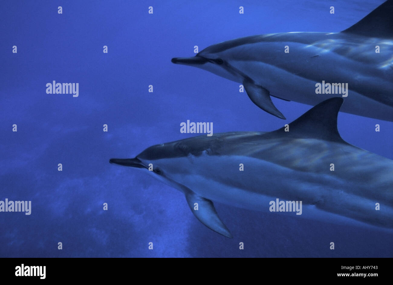Hawaiian spinner dolphins Kona Hawaii Stock Photo Alamy