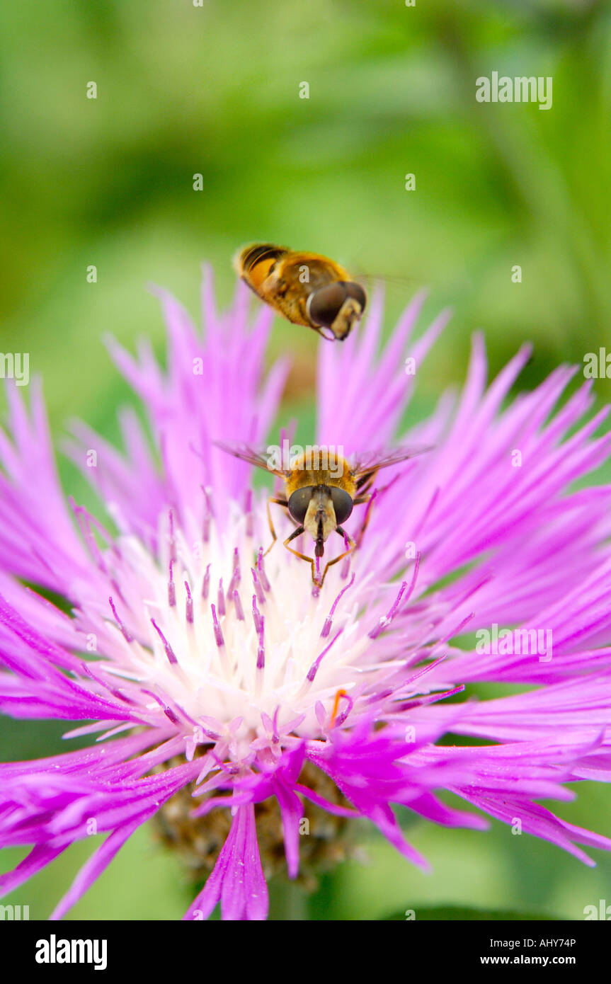 Two hover flies one collecting pollen from a flower with the other hovering overhead Stock Photo