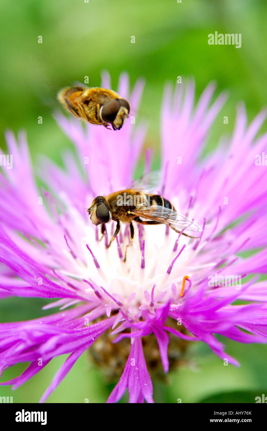 Diptera two wings hi-res stock photography and images - Alamy