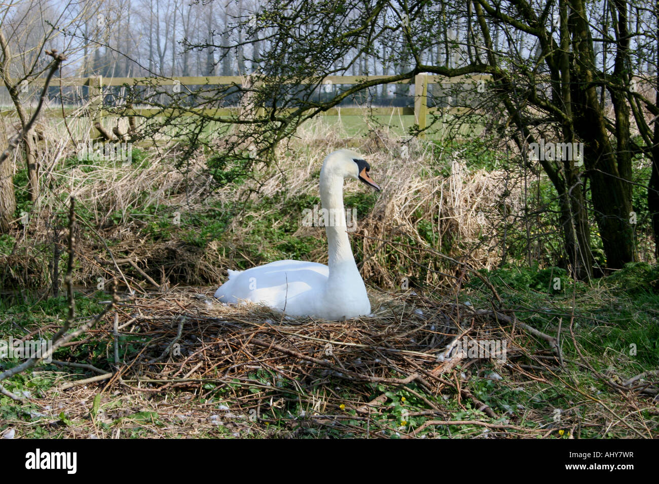 Nesting Swan Stock Photo
