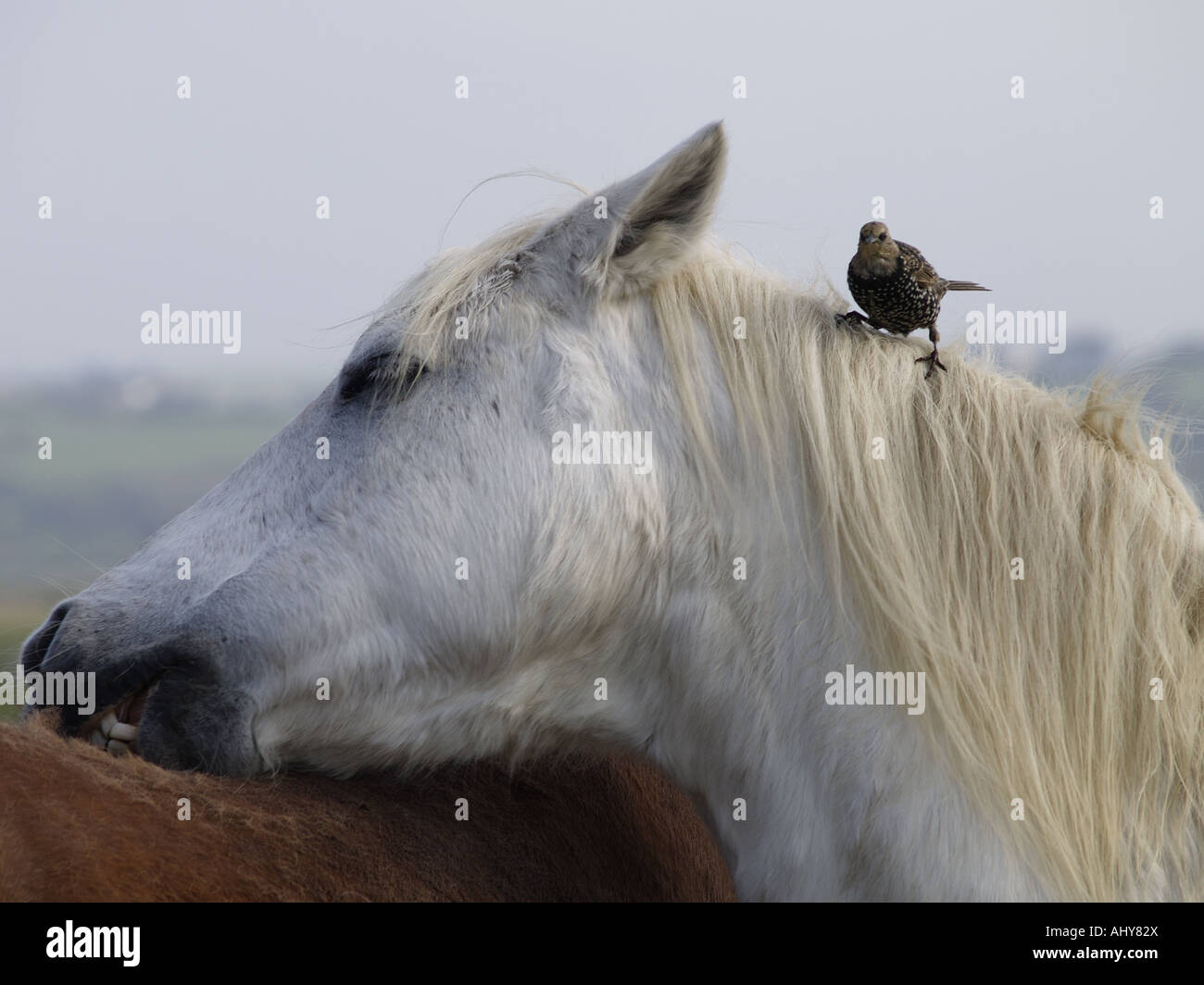 Close up of a white horse nibbling on the back of a brown horse. Starling perched on his mane