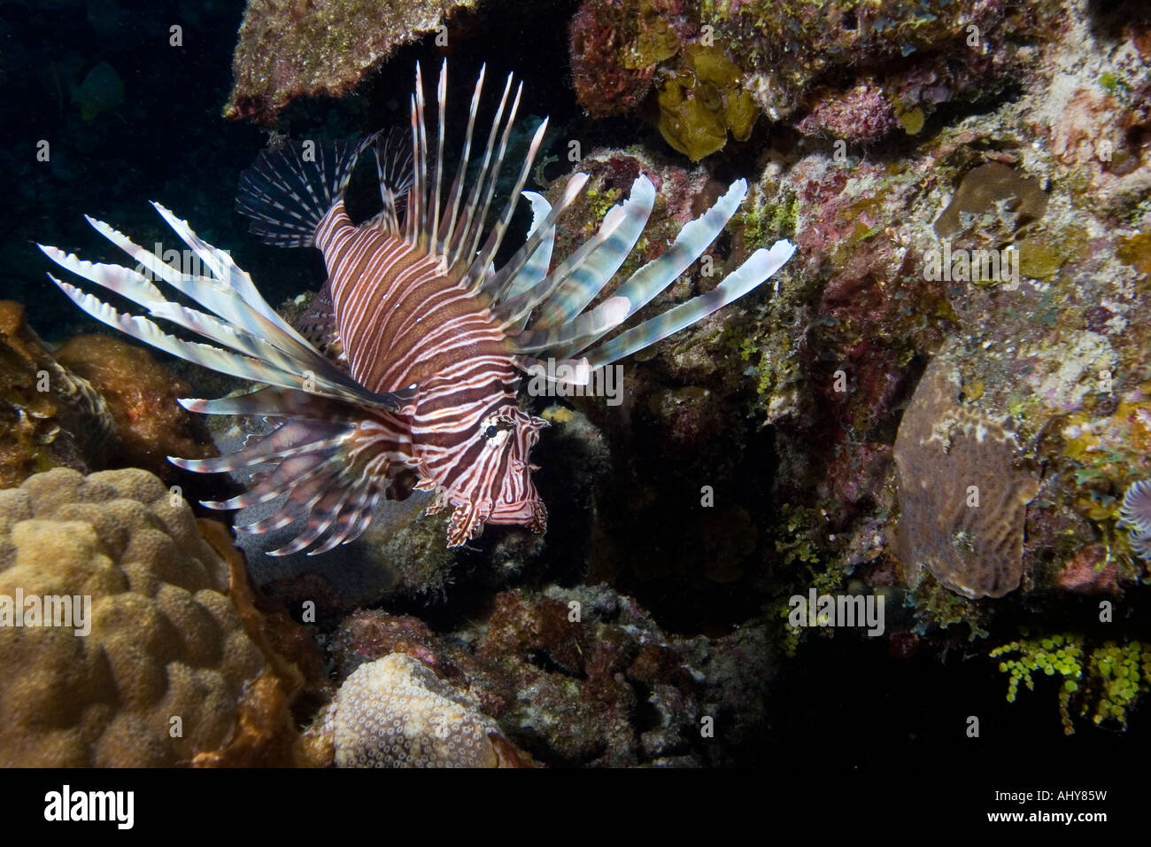 Lionfish A Non Indigenous Species In The Caribbean Inhabits A Bahama 