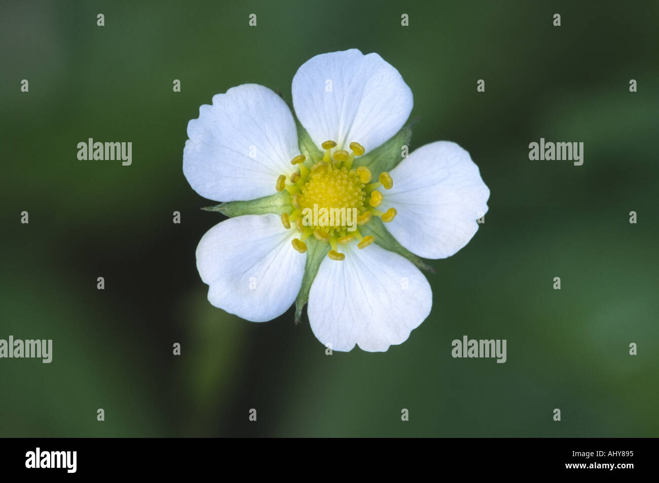 Wild Strawberry fragaria vesca Stock Photo - Alamy