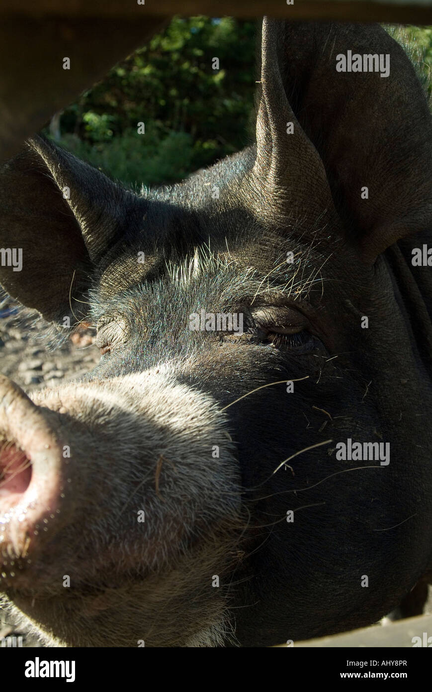 Tight cropped portrait of a Berkshire sow pig Stock Photo