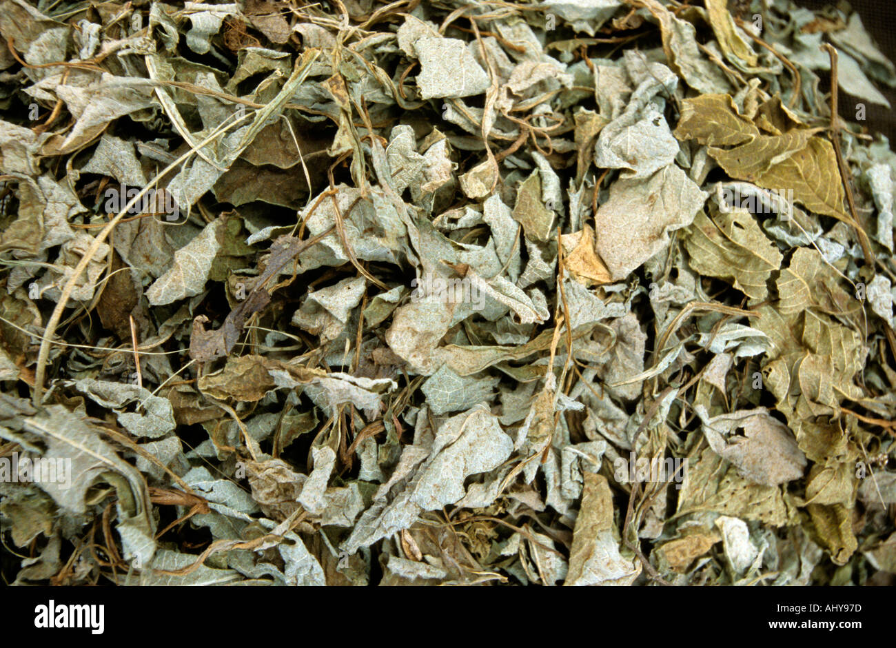 Men Tsee Khang Medical and Astro Institute of Tibetan Medicine