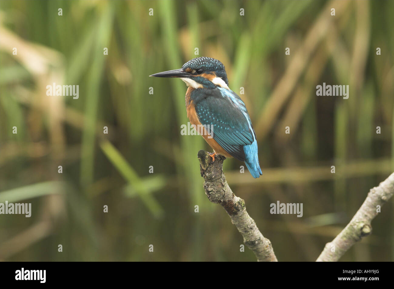 Kingfisher alcedo atthis perched on riverside twig Norfolk England October Stock Photo