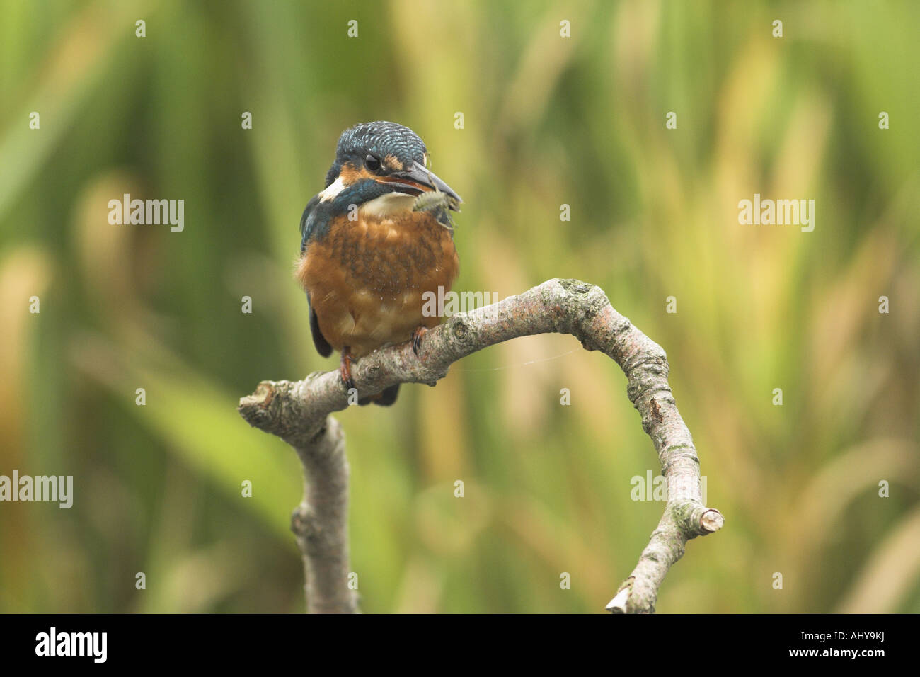 Kingfisher alcedo atthis perched on riverside twig with hawker dragonfly larvae in beak Norfolk England October Stock Photo