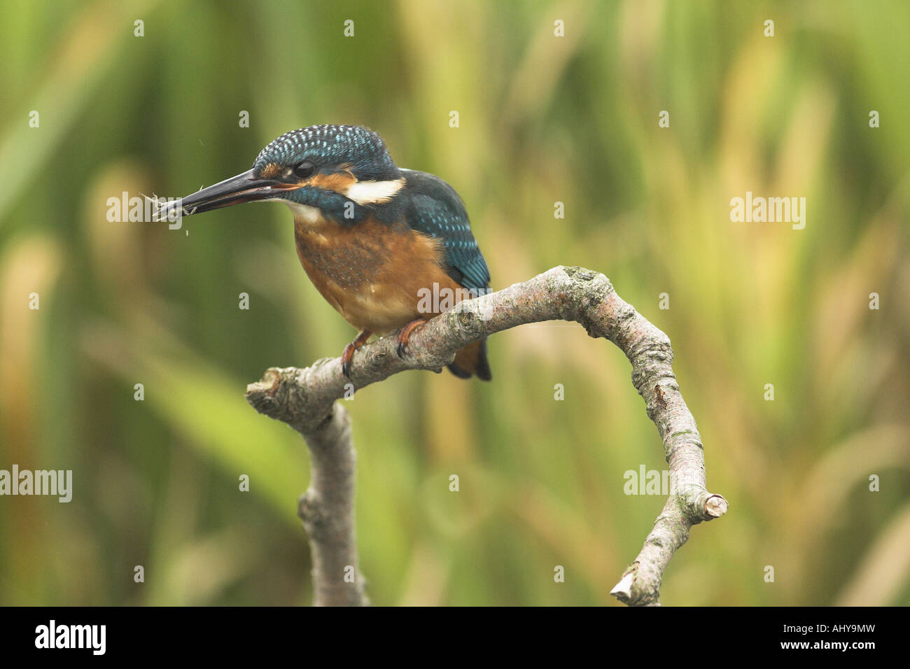 Kingfisher alcedo atthis perched on riverside twig with hawker dragonfly larvae in beak Norfolk England October Stock Photo