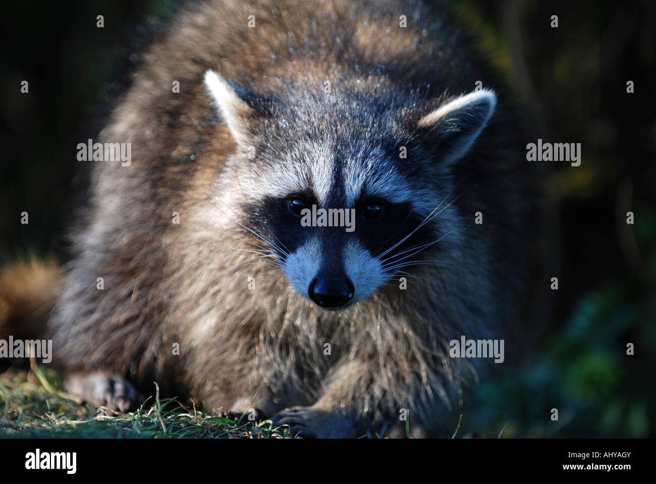 North american raccoons hi-res stock photography and images - Alamy