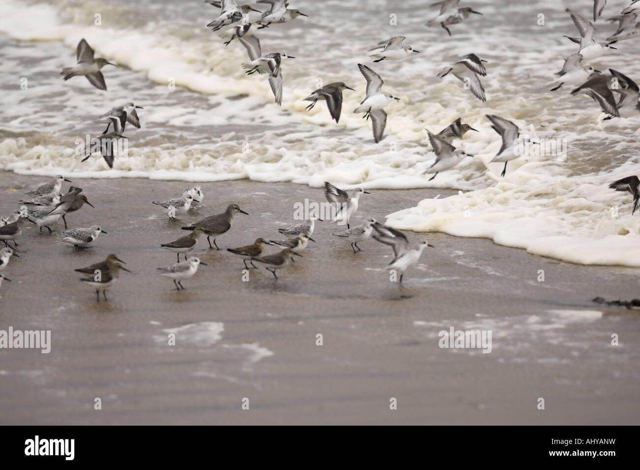 Sanderlings and mixed wader flock on tideline Norfolk England September Stock Photo