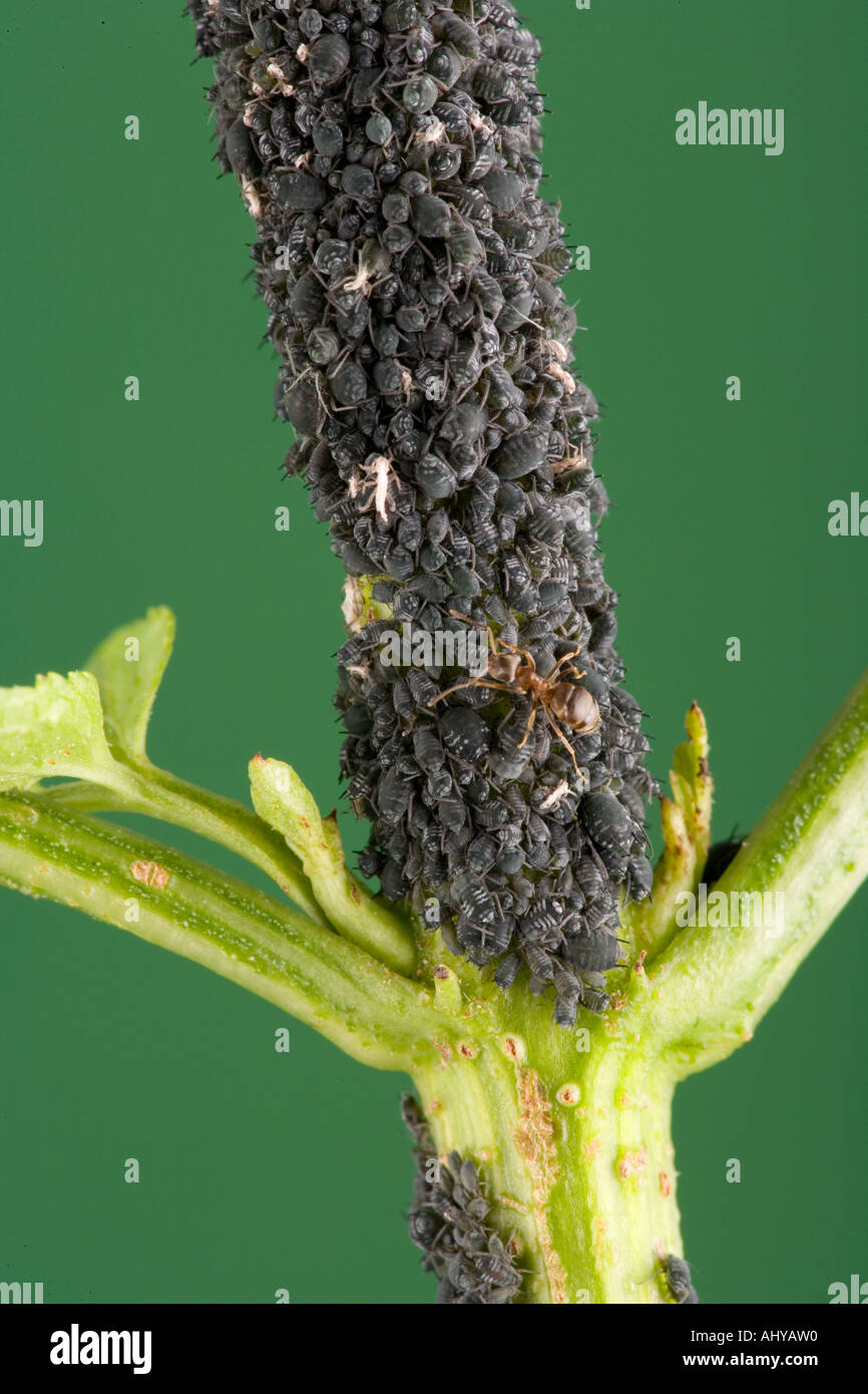 Black Bean Aphid Alphus fabai Stock Photo Alamy