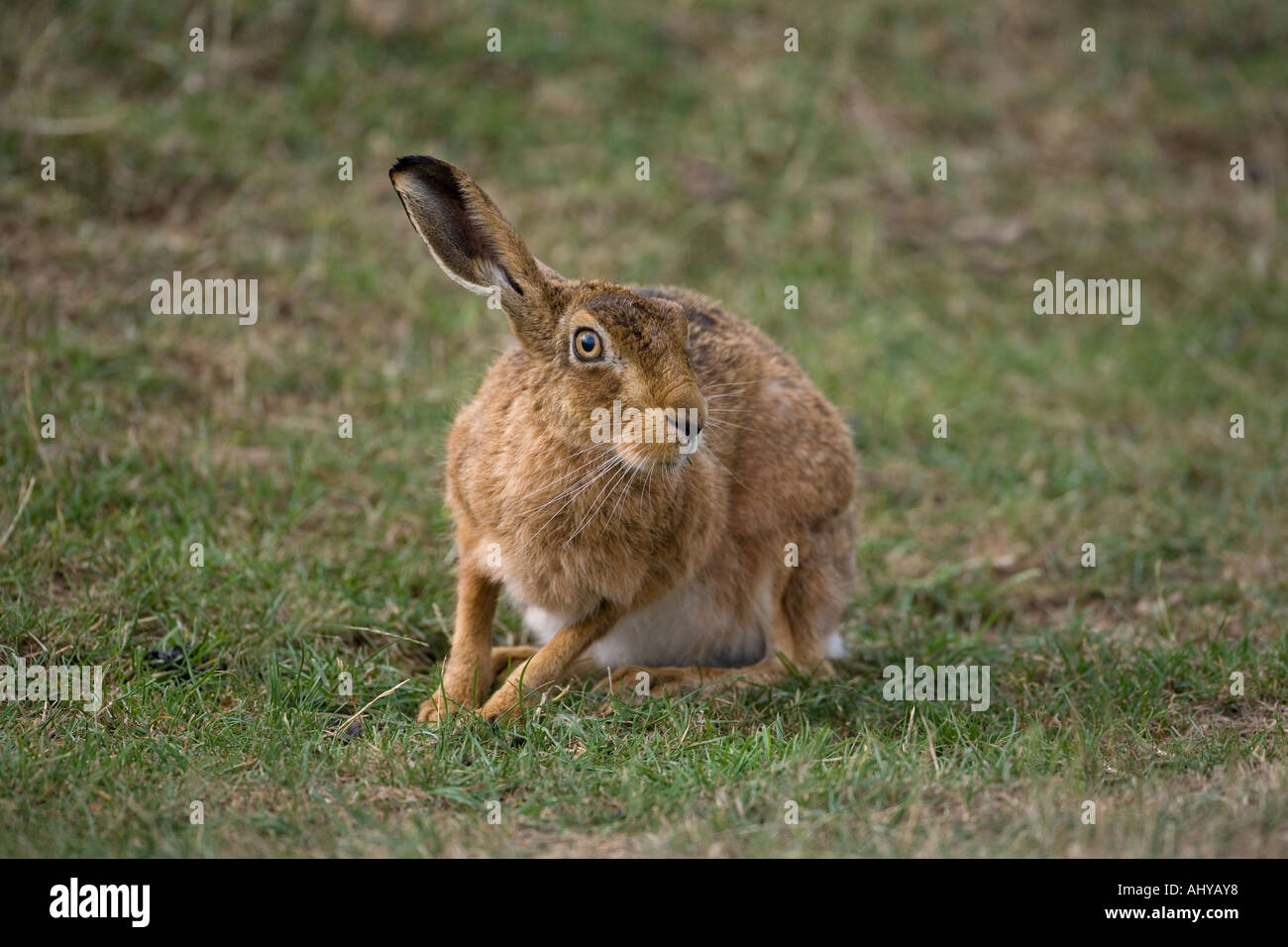 Brown Hare Lepus europaeus Summer Stock Photo