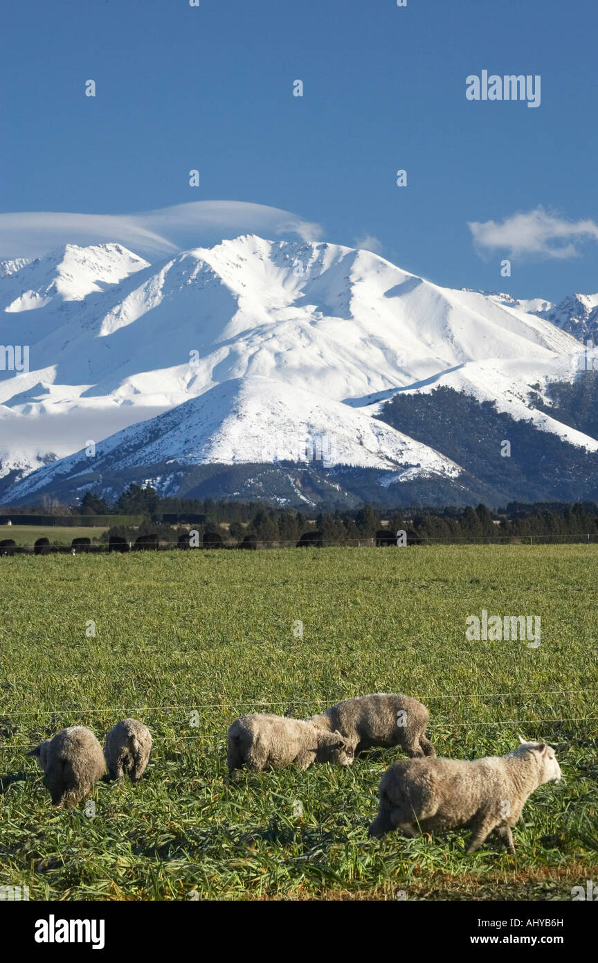 Sheep and Farmland near Methven and Winterslow Range Mid Canterbury