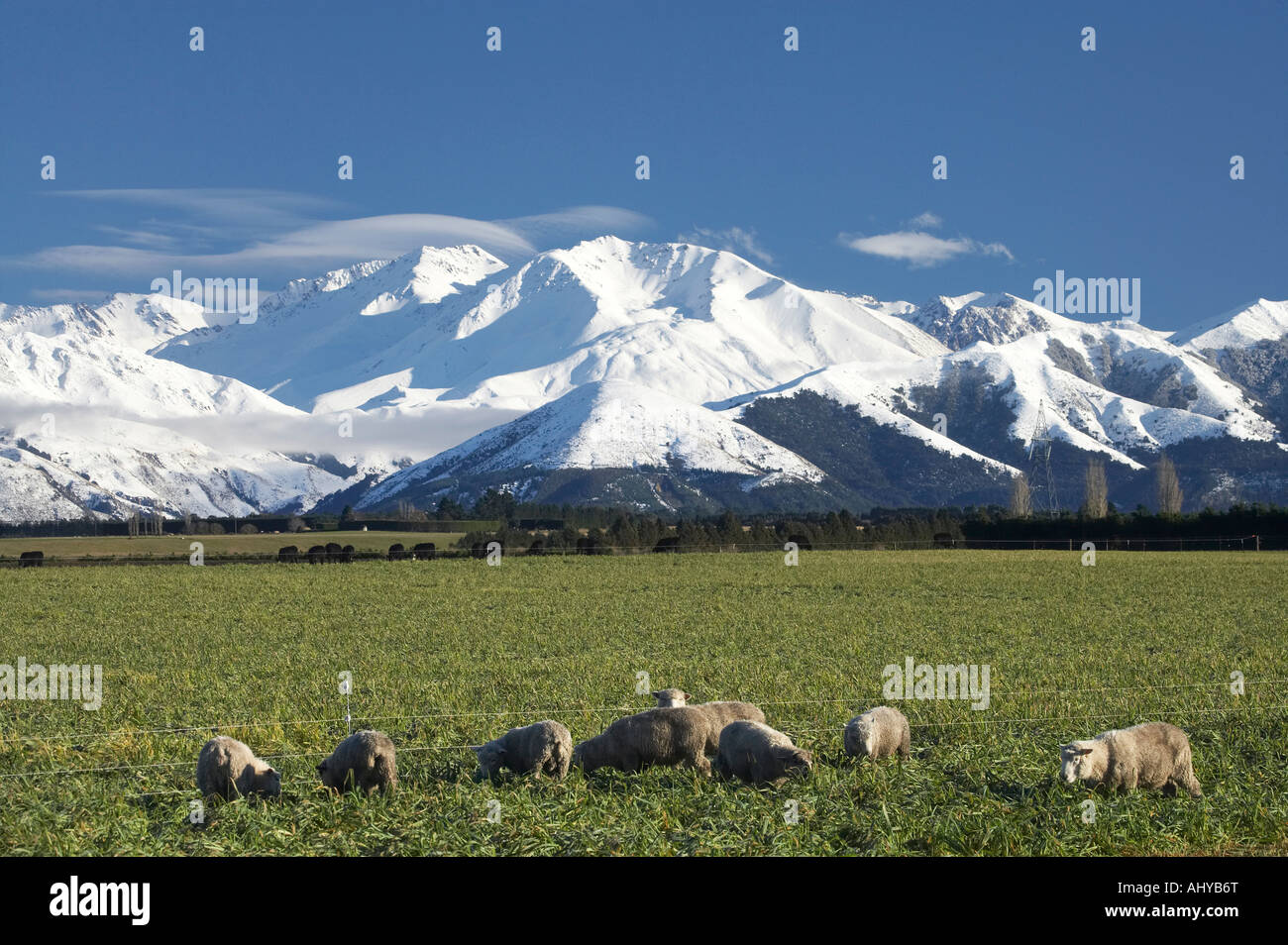 Sheep and Farmland near Methven and Winterslow Range Mid Canterbury