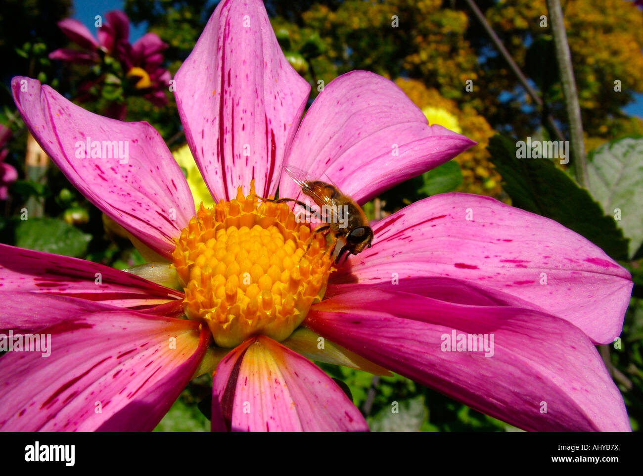 A Honey Bee collecting pollen on a pink purple Single Dahlia at the Dahlia Trial Garden at Point Defiance Park, Tacoma, WA, USA Stock Photo