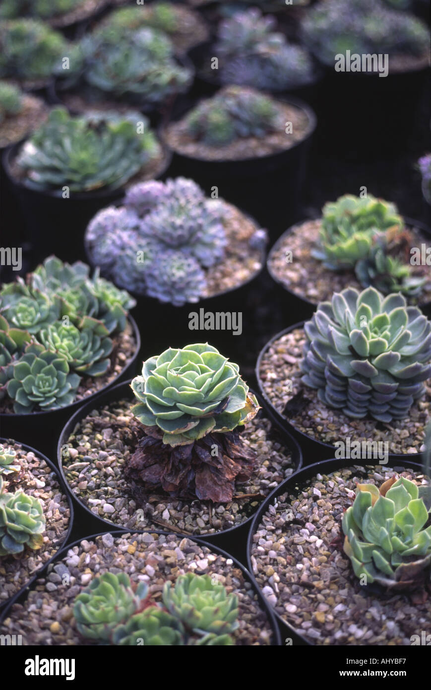 Potted succulents plants on hi-res stock photography and images - Alamy