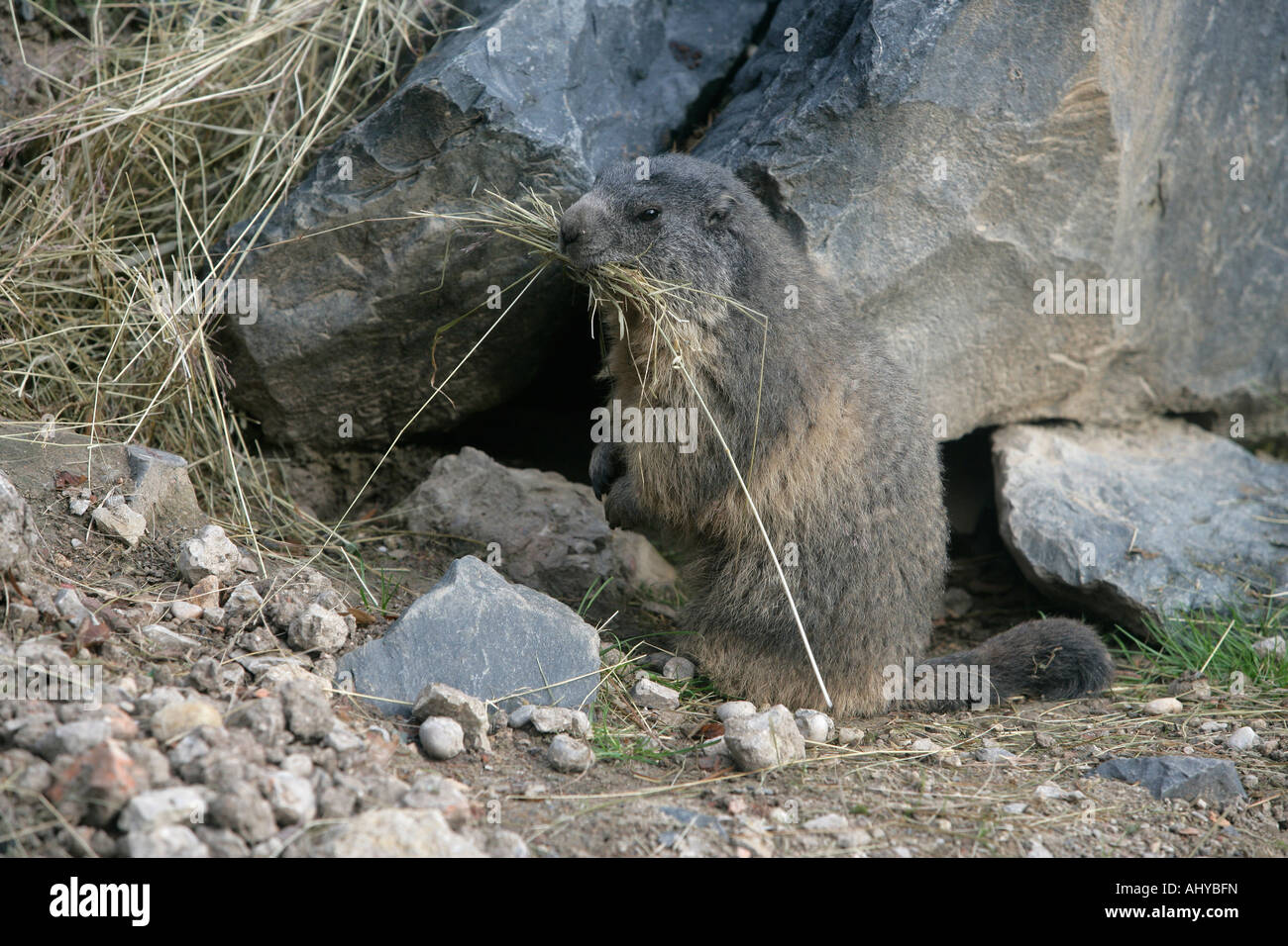 Alpine marmot Marmota marmota France Stock Photo