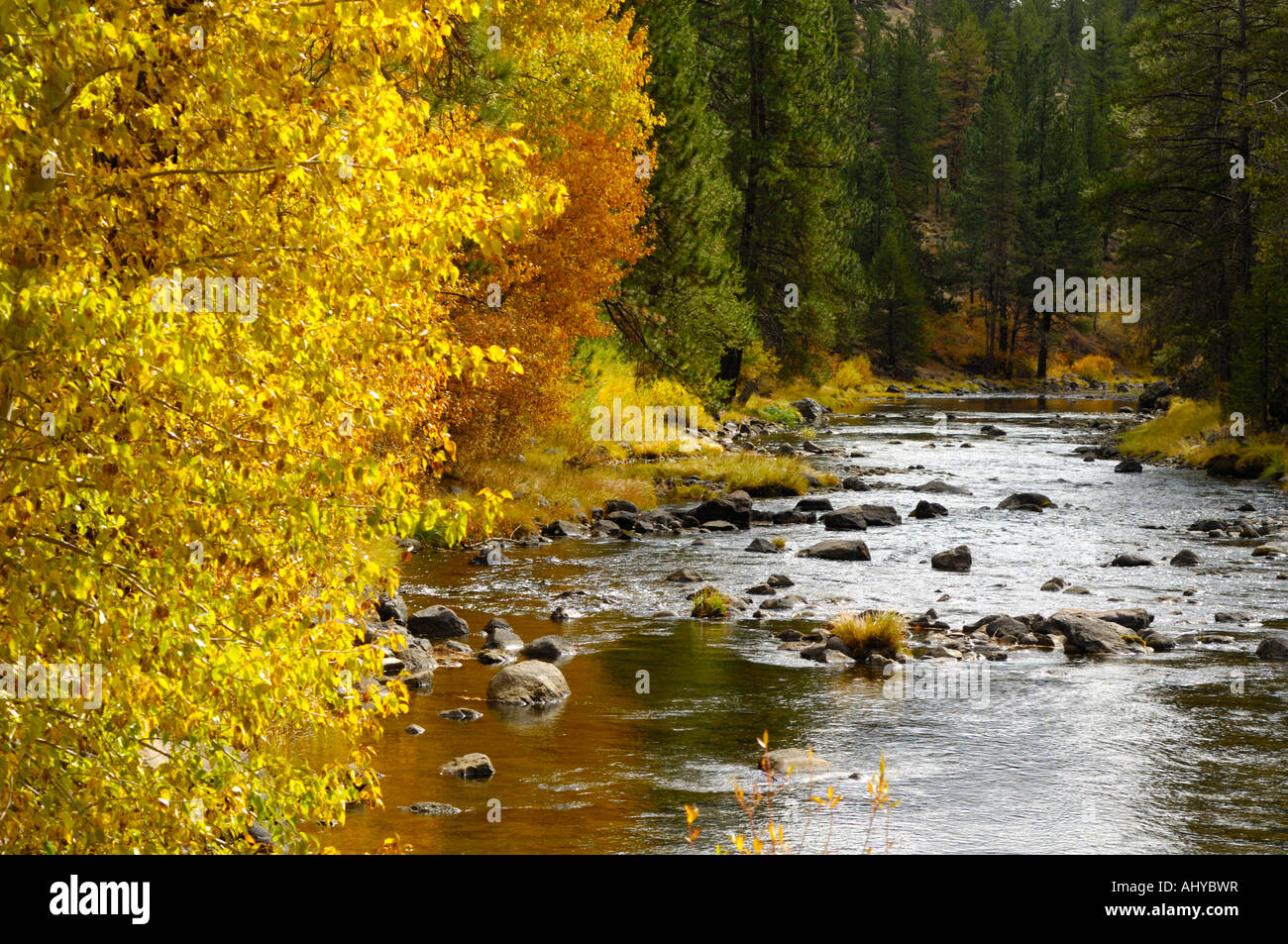 Rocky mountain ponderosa pine hi-res stock photography and images - Alamy