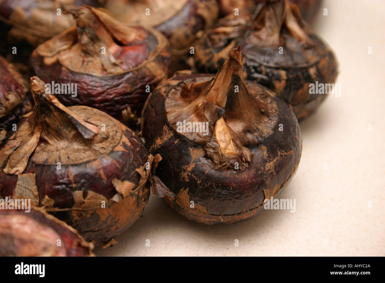 Chinese water chestnut Root of aquatic plant Eleocharis dulcis Sweet nutty flavour with white flesh Eaten raw as dessert or Stock Photo