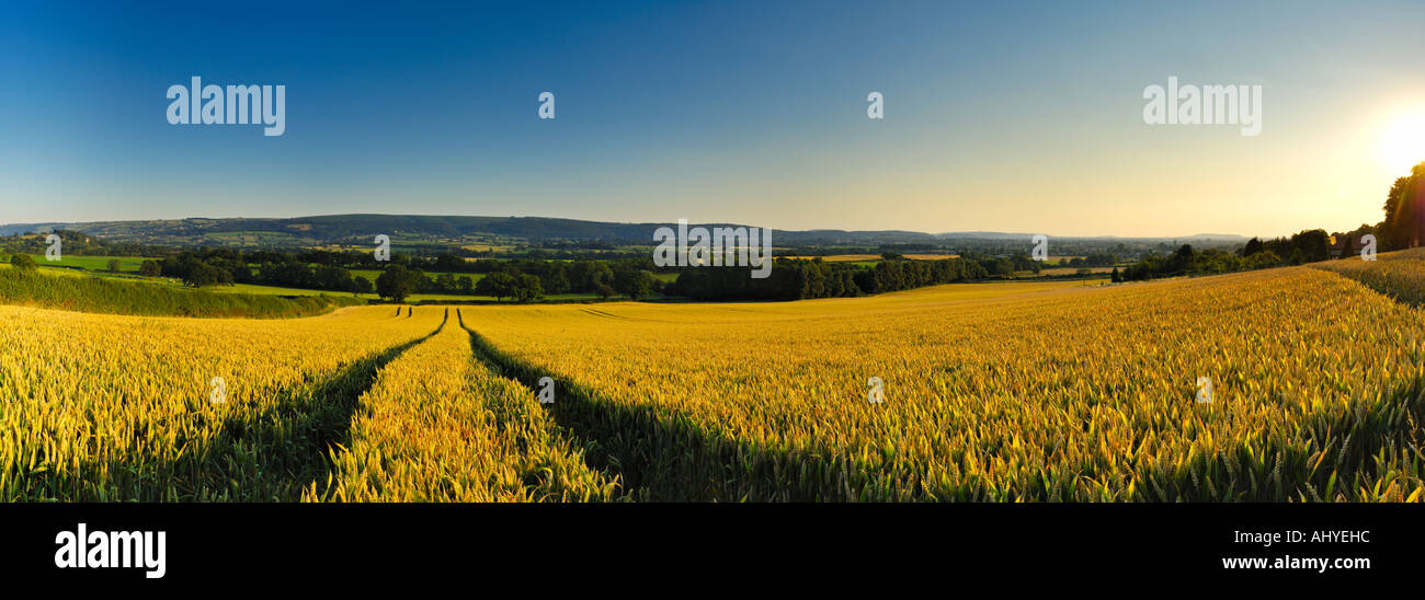 Field of wheat near the village of Wrington Somerset England Stock