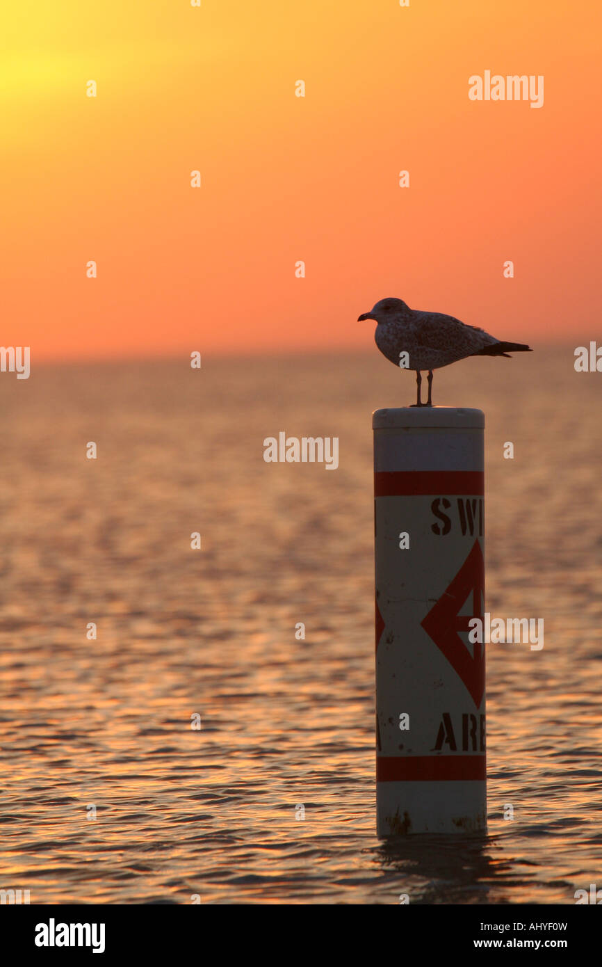 Seagull standing on swimming buoy Stock Photo