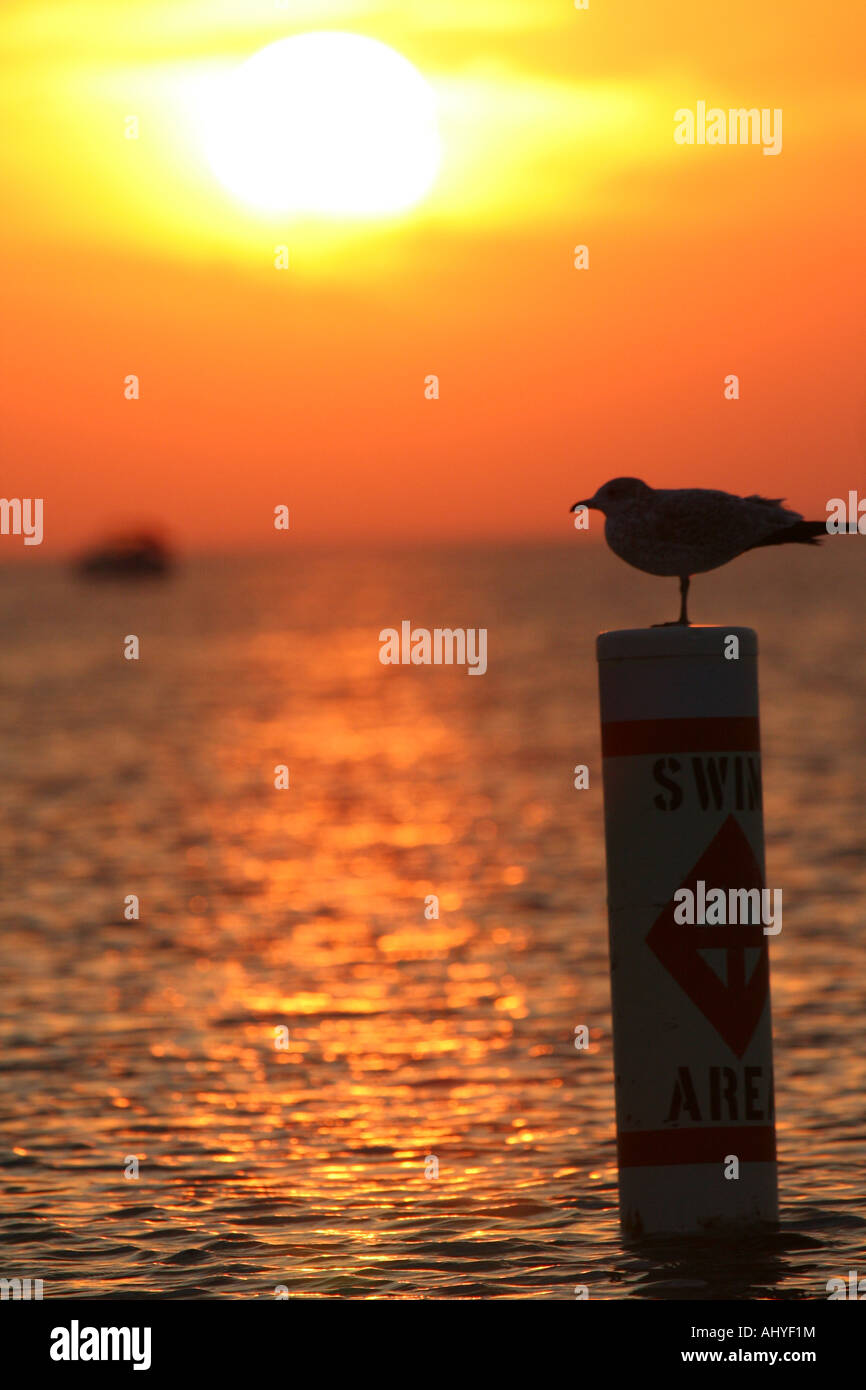Seagull standing on swimming buoy Stock Photo - Alamy