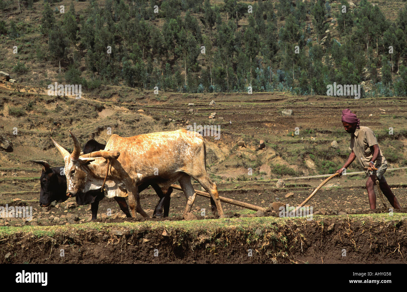 Farmer ploughing stoney, deforested land in the traditional way with a marasha ard plough. Dessie, Wollo Zone, Ethiopia Stock Photo