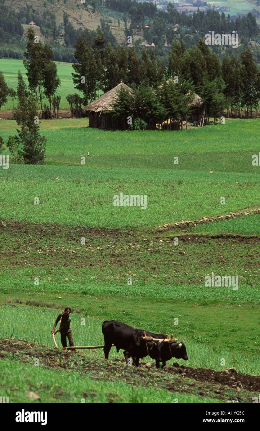 Farmer ploughing fertile land with a traditional marasha ard plough on  land that has been deforested for agriculture. Dessie, Ethiopia Stock Photo