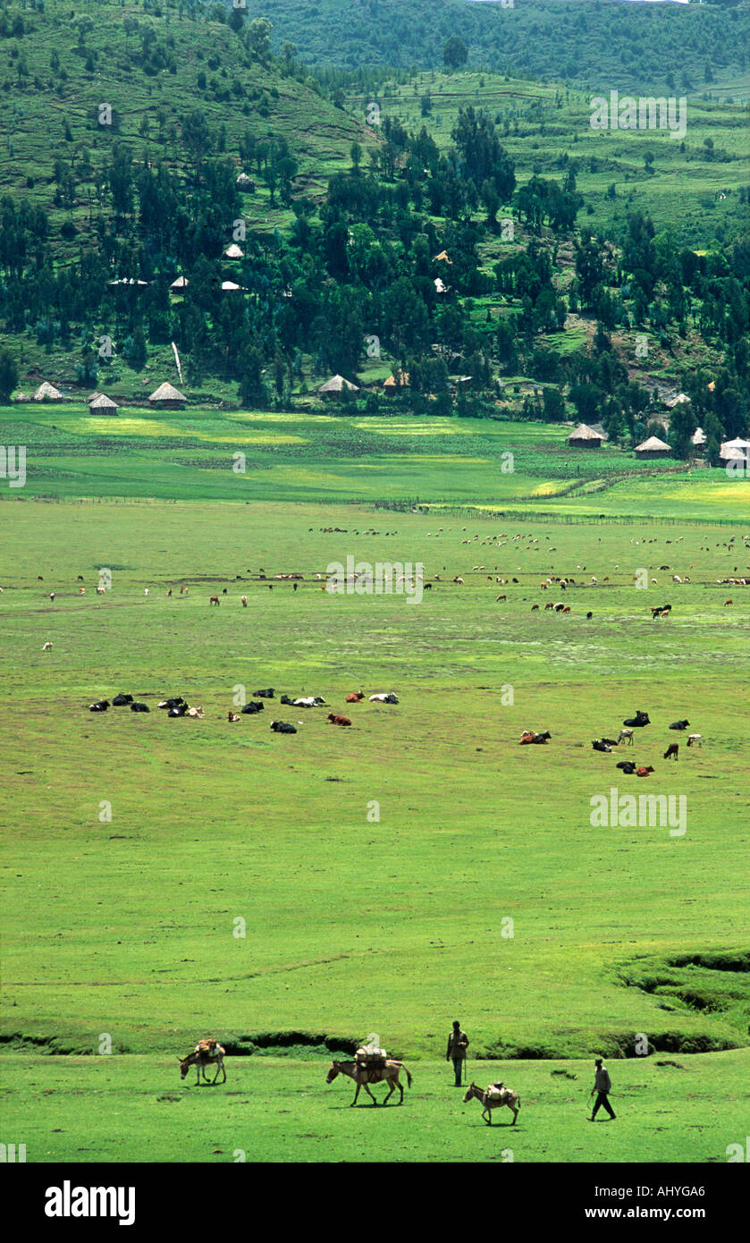 Lush green pastures with cattle on deforested land in Wollo Province, Ethiopia Stock Photo