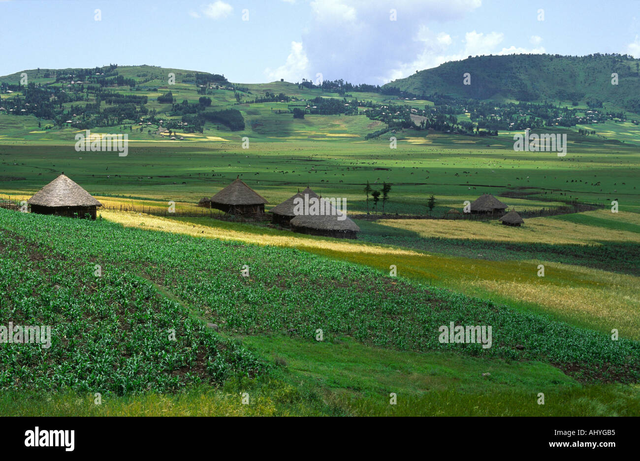 A deforested, verdant, fertile valley with traditional huts, maize, grass pea cultivation and cattle near Dessie, Wollo Zone, Ethiopia Stock Photo