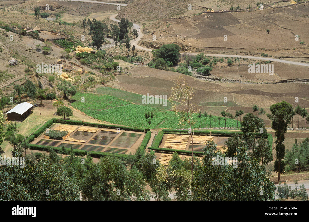 Rural community tree nursery for a reforestation project in Tigray