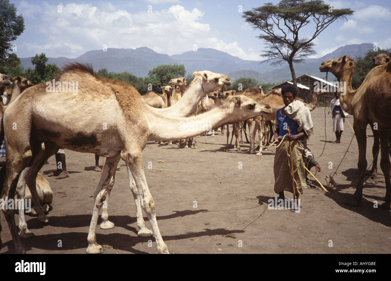 Camel and cattle market in Mekoni. Ethiopia Stock Photo