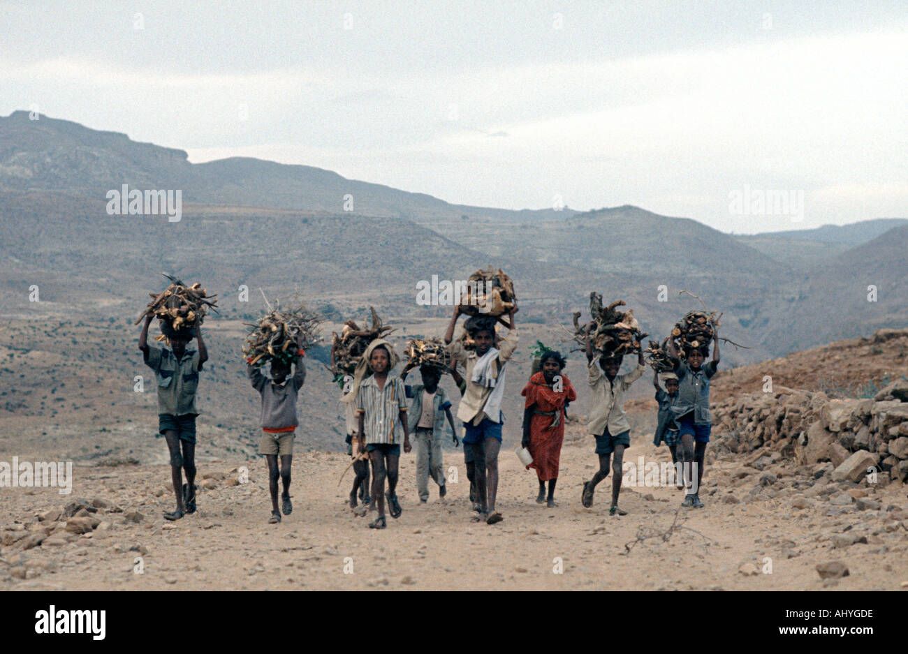 Children carrying scarce firewood home that they have collected for the traditional uses of cooking and heating in Tigray, Ethiopia Stock Photo