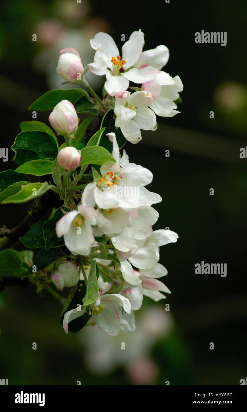 Crab Apple Blossom in flower Stock Photo Alamy