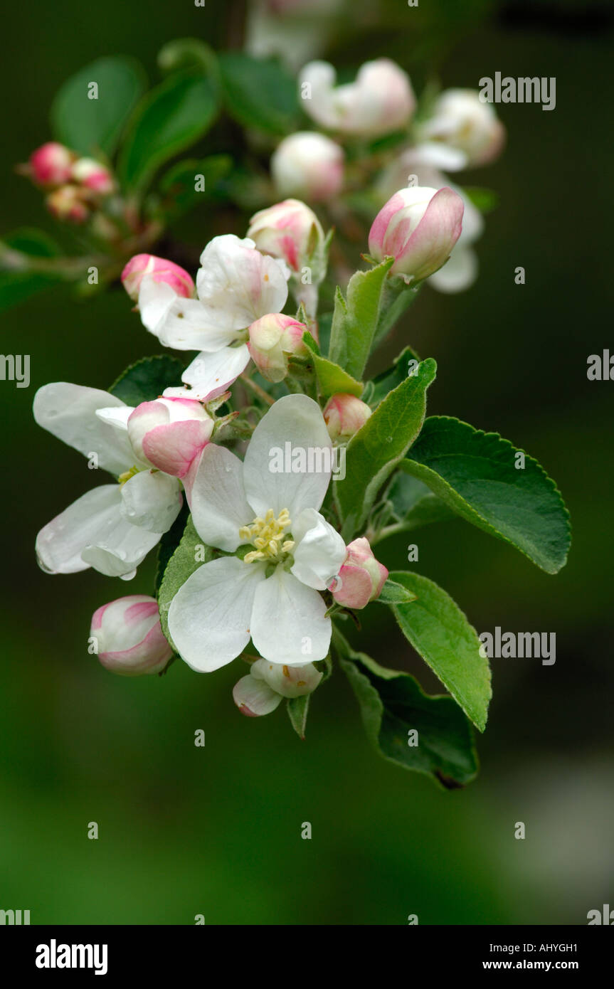 Crab Apple Blossom in flower Stock Photo - Alamy