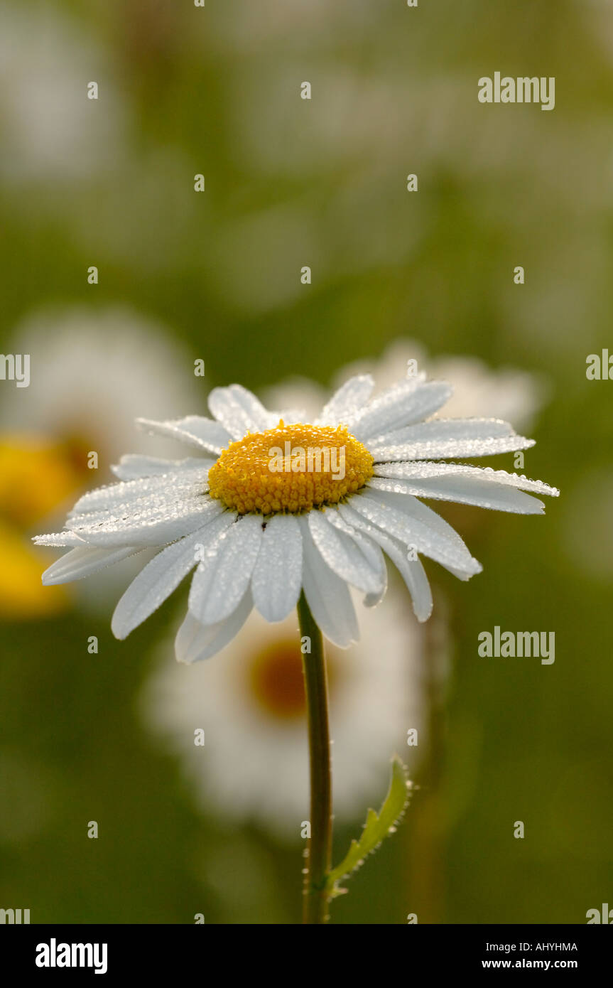 Ox eye Daisy in early morning light showing dew drops Stock Photo - Alamy
