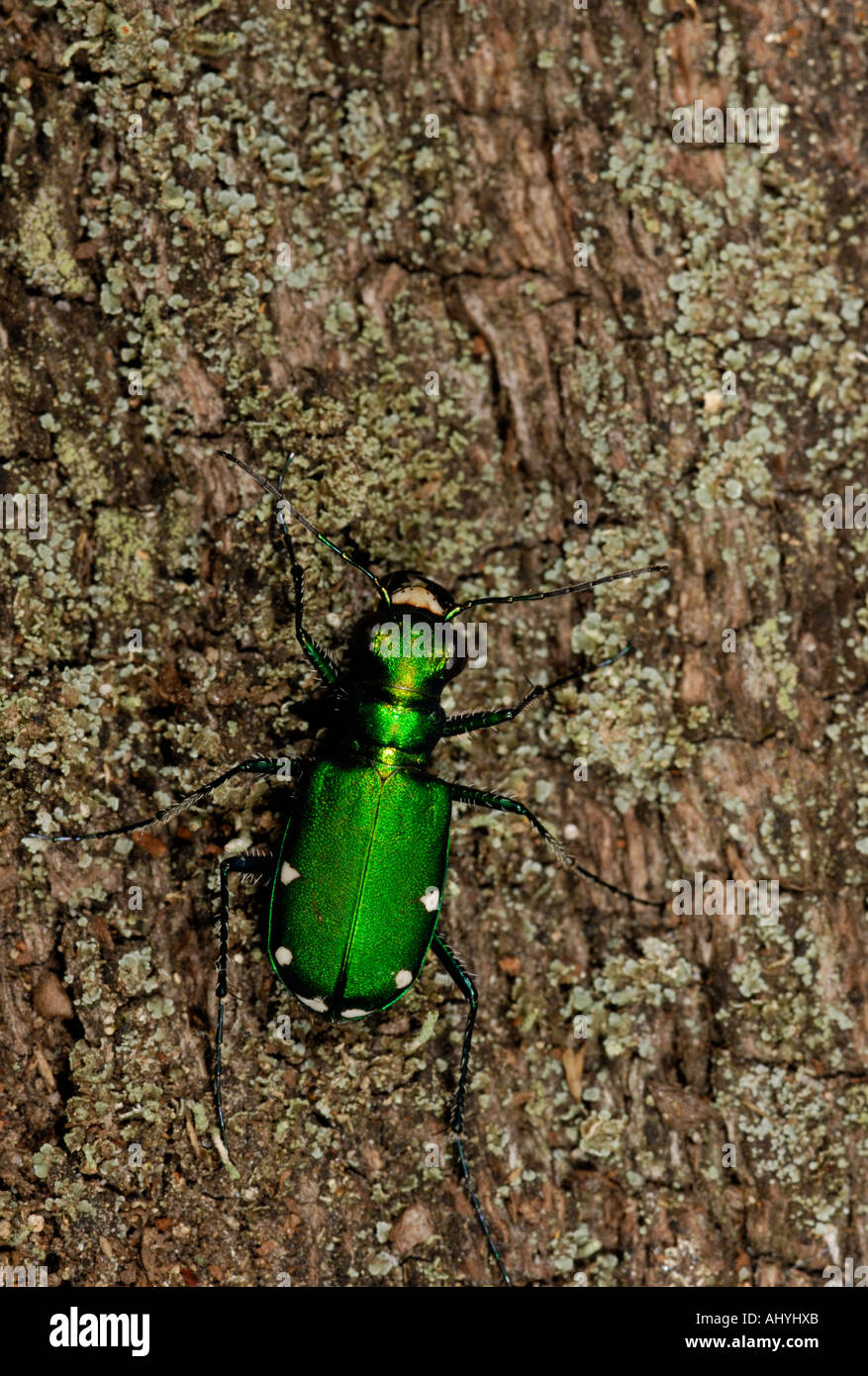 Shiny green beetle hi-res stock photography and images - Alamy