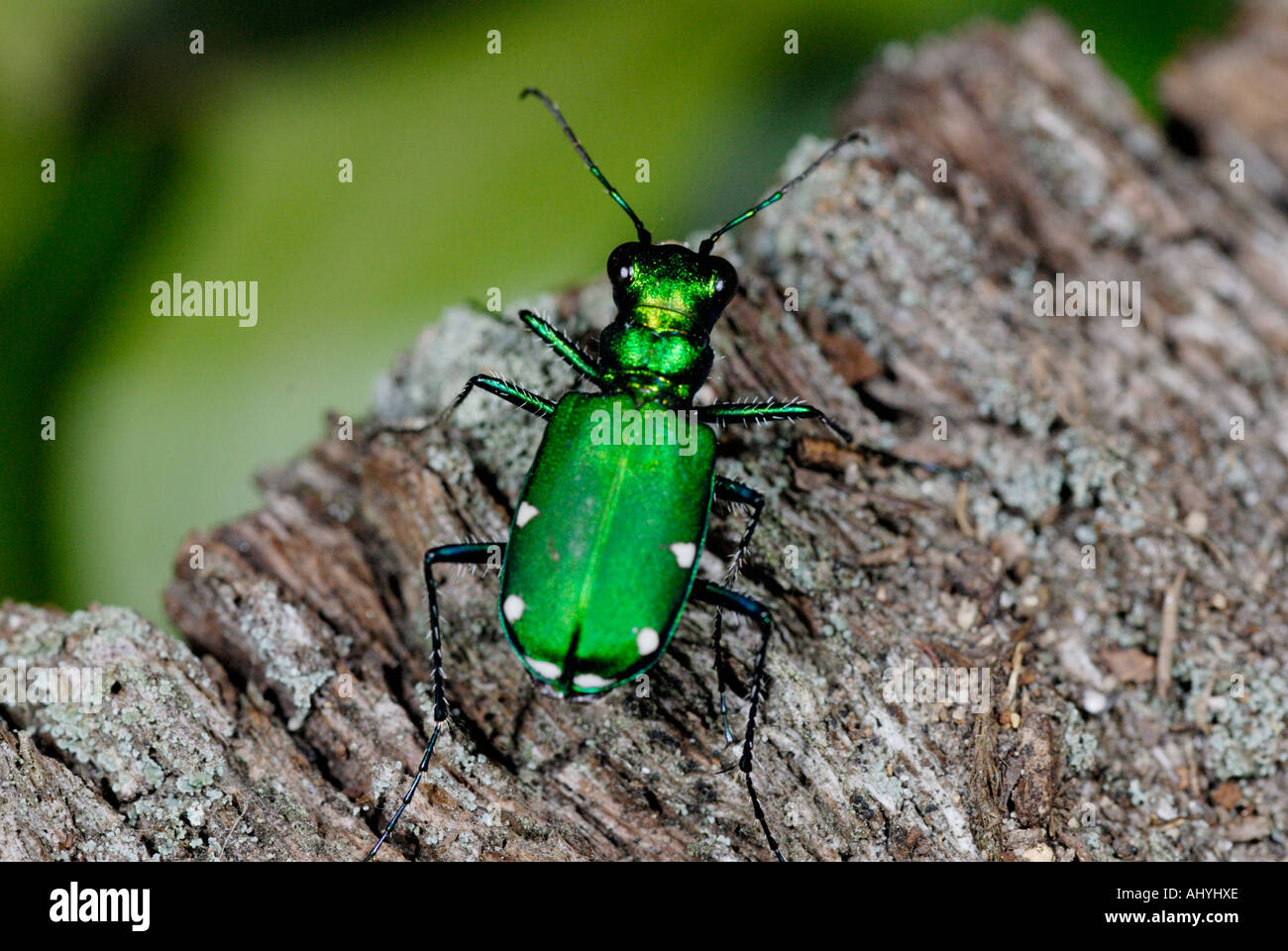 Green "Tiger Beetle", Cicindela sexguttata, on log Stock Photo