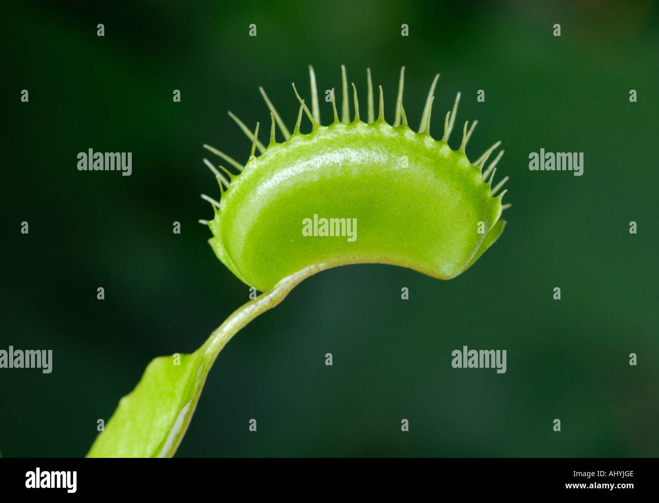 Venus flytrap hires stock photography and images Alamy