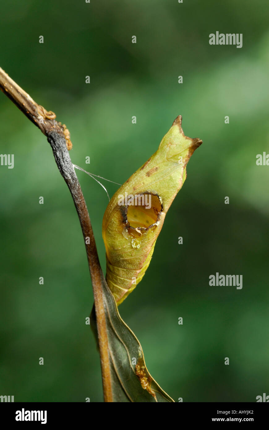 Parasitoid, Ichneumonid wasp exit hole in its host, a chrysalis of a spicebush swallowtail. See description below  for the wasp. Stock Photo