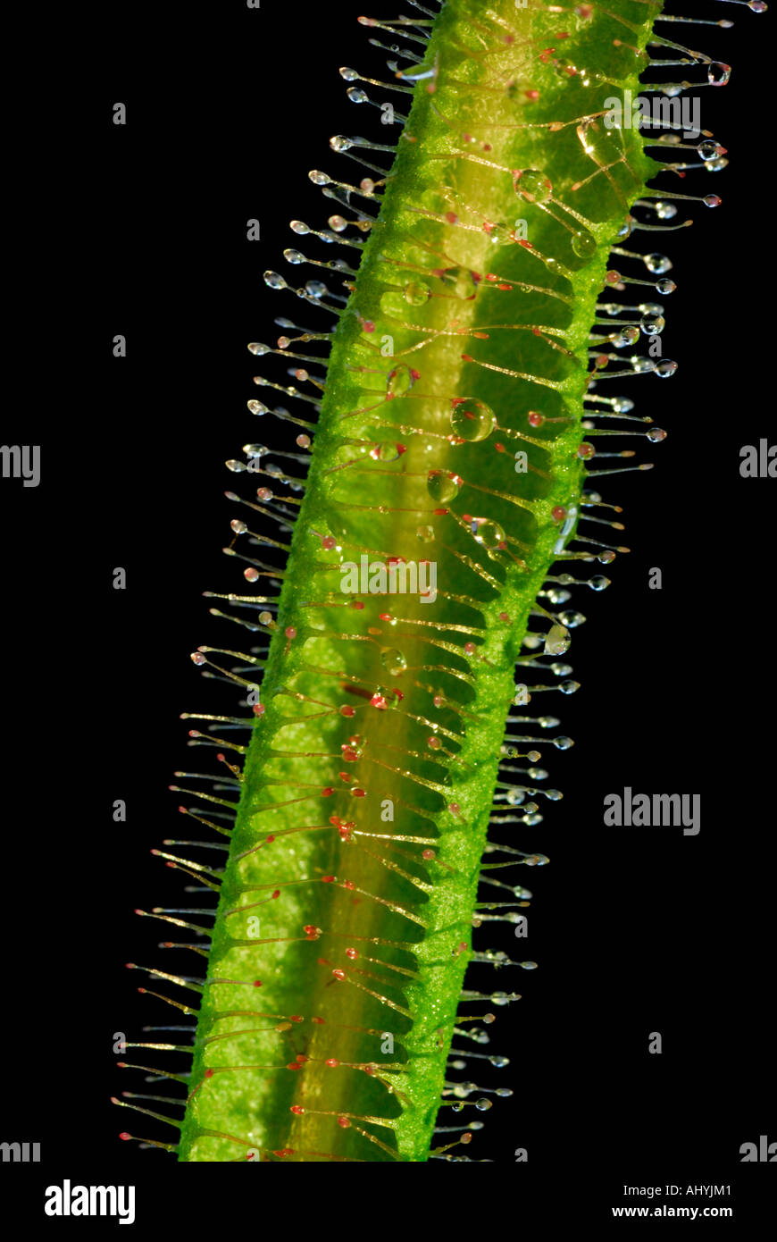 Sundew, Drosera sp, carnivorous plant with sticky mucous covered hairs for trapping insects Stock Photo