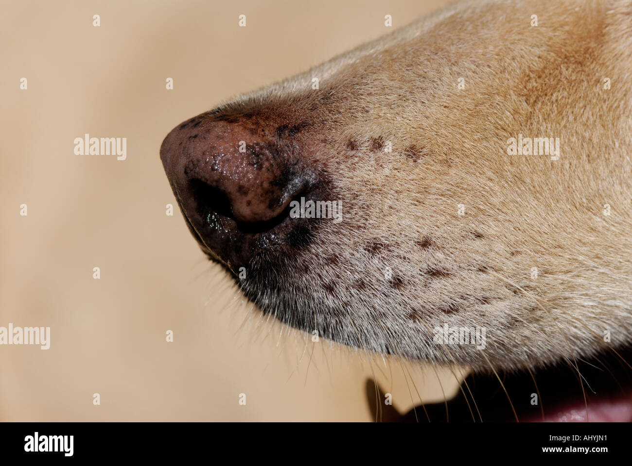 Dog's nose close-up with open mouth panting and canine tooth Stock Photo