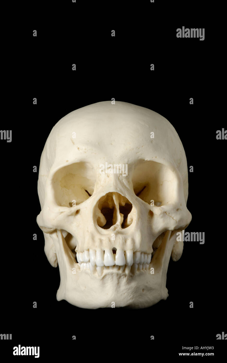 Human skull model against black background Stock Photo