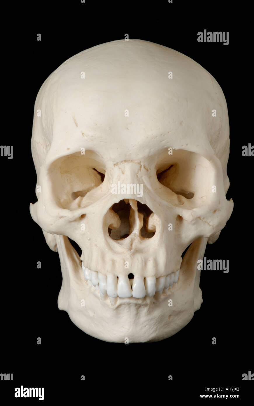 Human skull model against black background Stock Photo