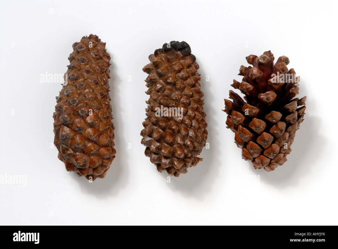 Serotinous Pine Cone Hi res Stock Photography And Images Alamy